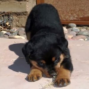 Meet your Posher, Bridget